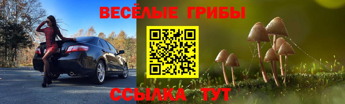 Псилоцибиновые грибы Psilocybine cubensis Москва